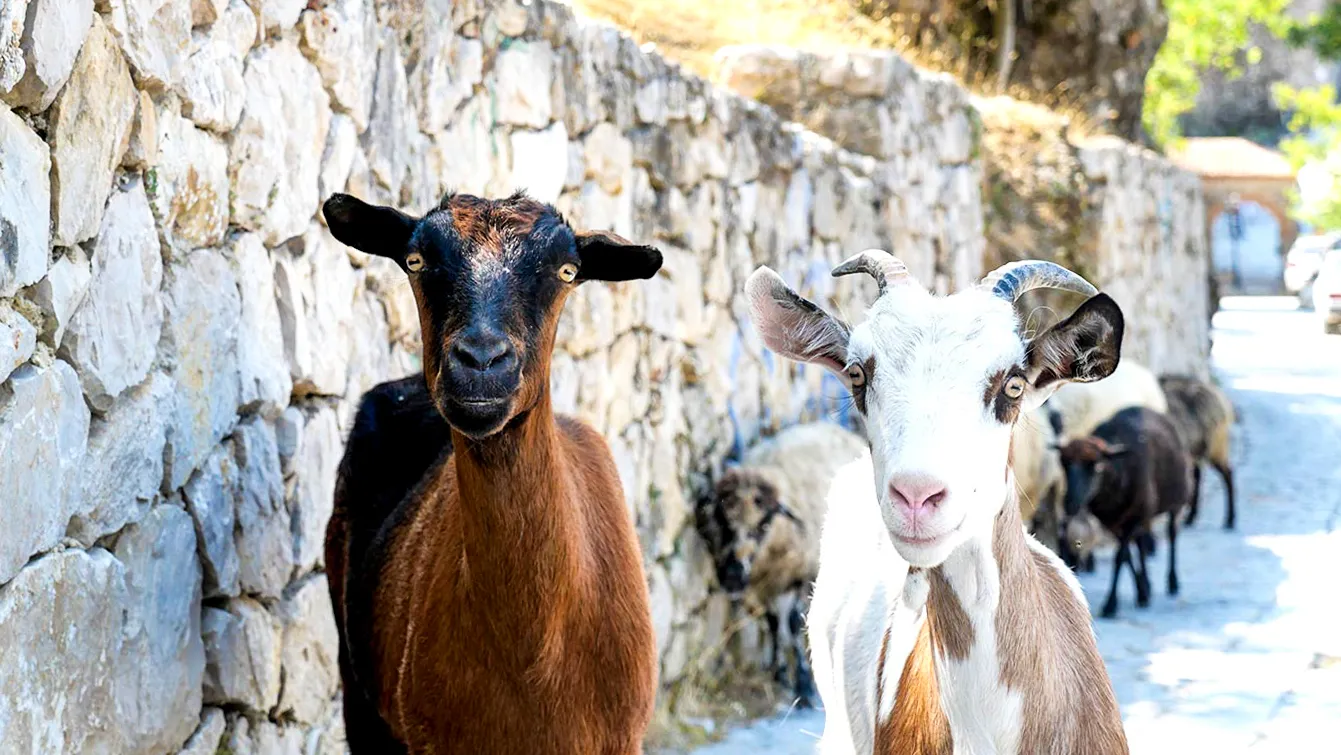 The Old Bazaar of Krujë