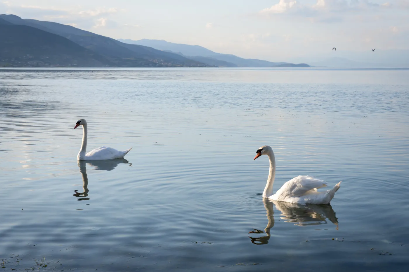 Swans on Lake Ohrid near Pogradec