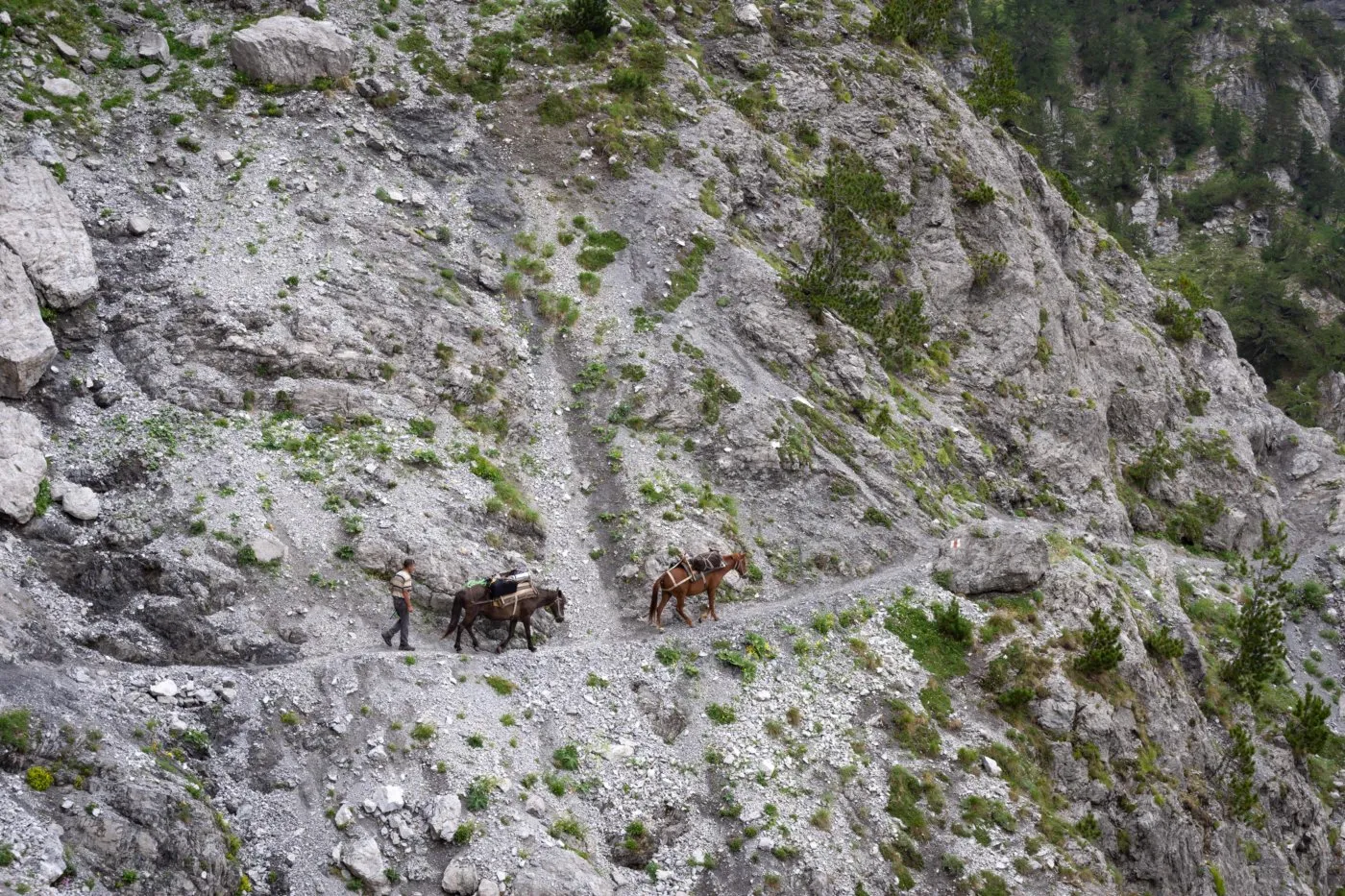 Horses grazing in Valbona valley
